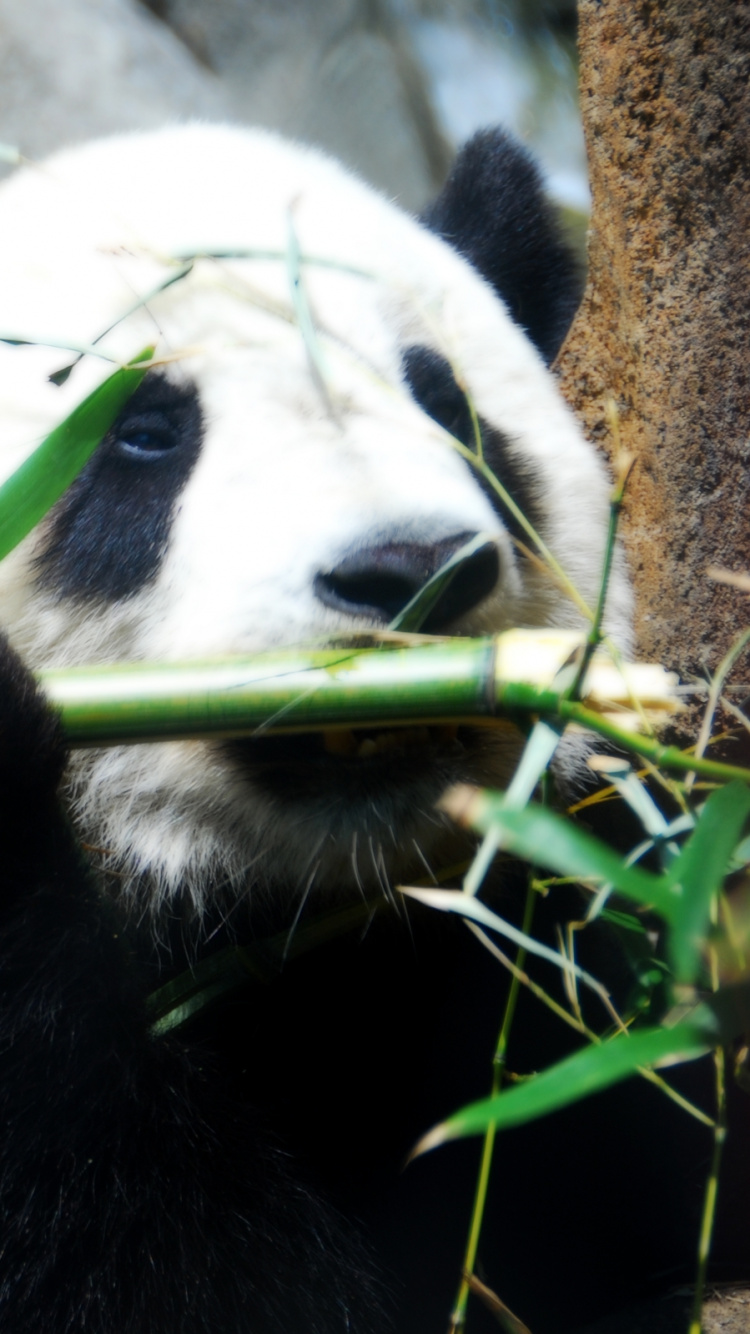 Обои гигантская панда, Красная панда, медведь, наземные животные, зоопарк в разрешении 750x1334