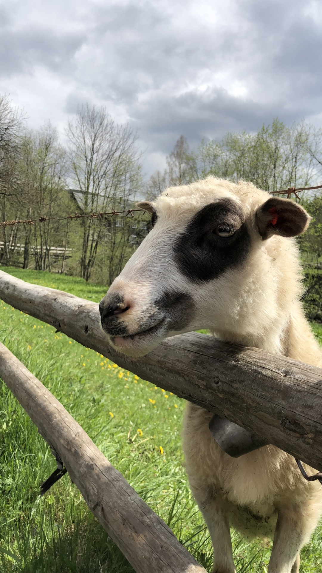 Обои Карпаты, овца, коза, выгон, ветвь в разрешении 1080x1920