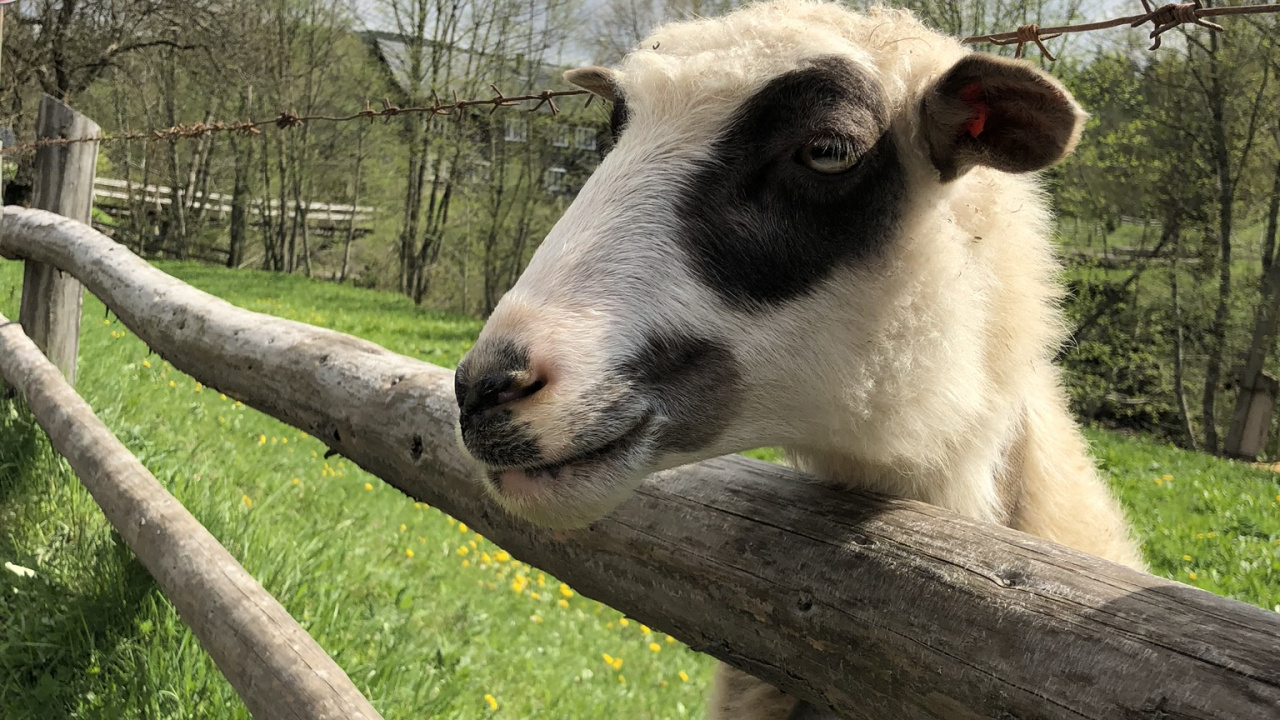 Обои Карпаты, овца, коза, выгон, ветвь в разрешении 1280x720