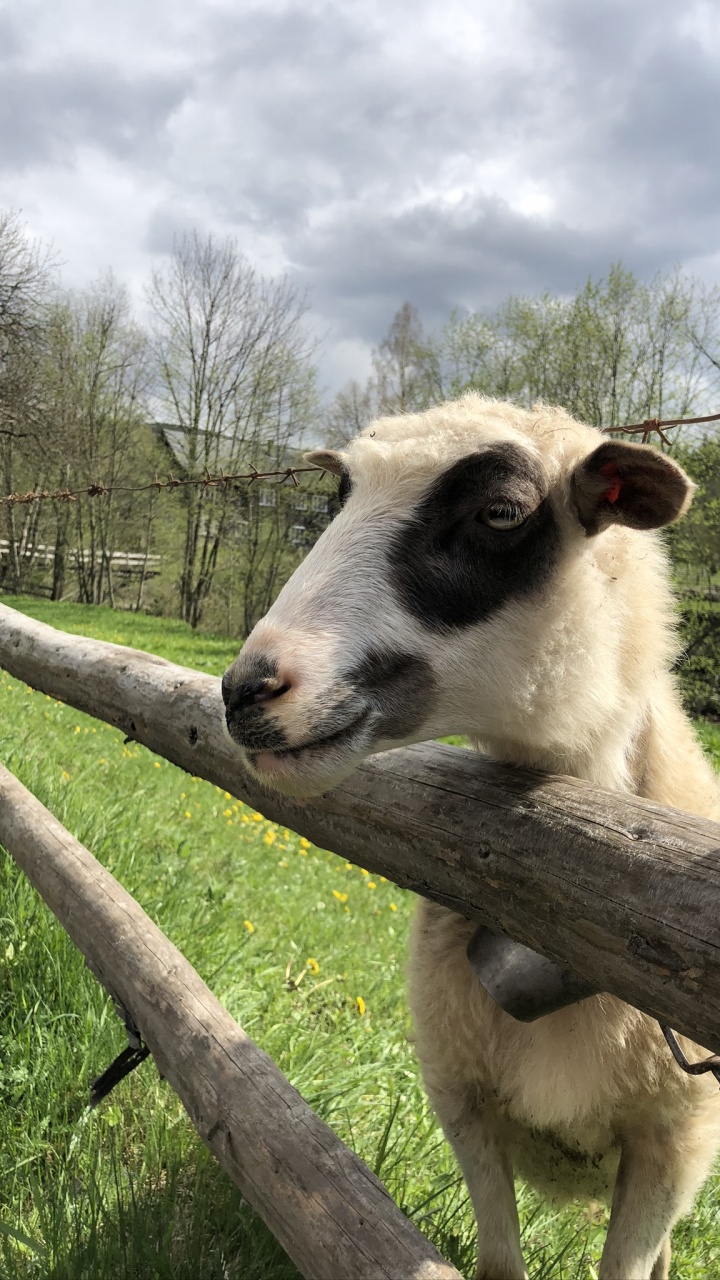 Обои Карпаты, овца, коза, выгон, ветвь в разрешении 720x1280