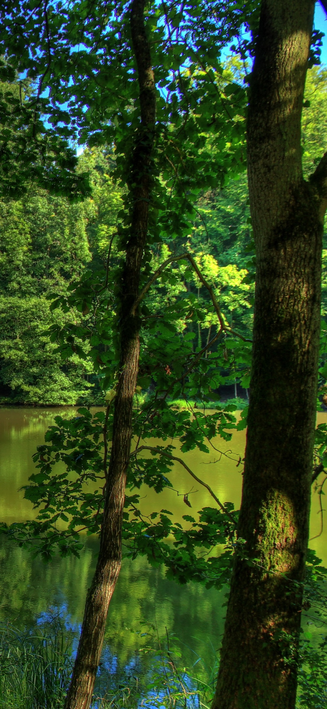 Обои природа, реки, дерево, природный ландшафт, окружающая среда в разрешении 1125x2436