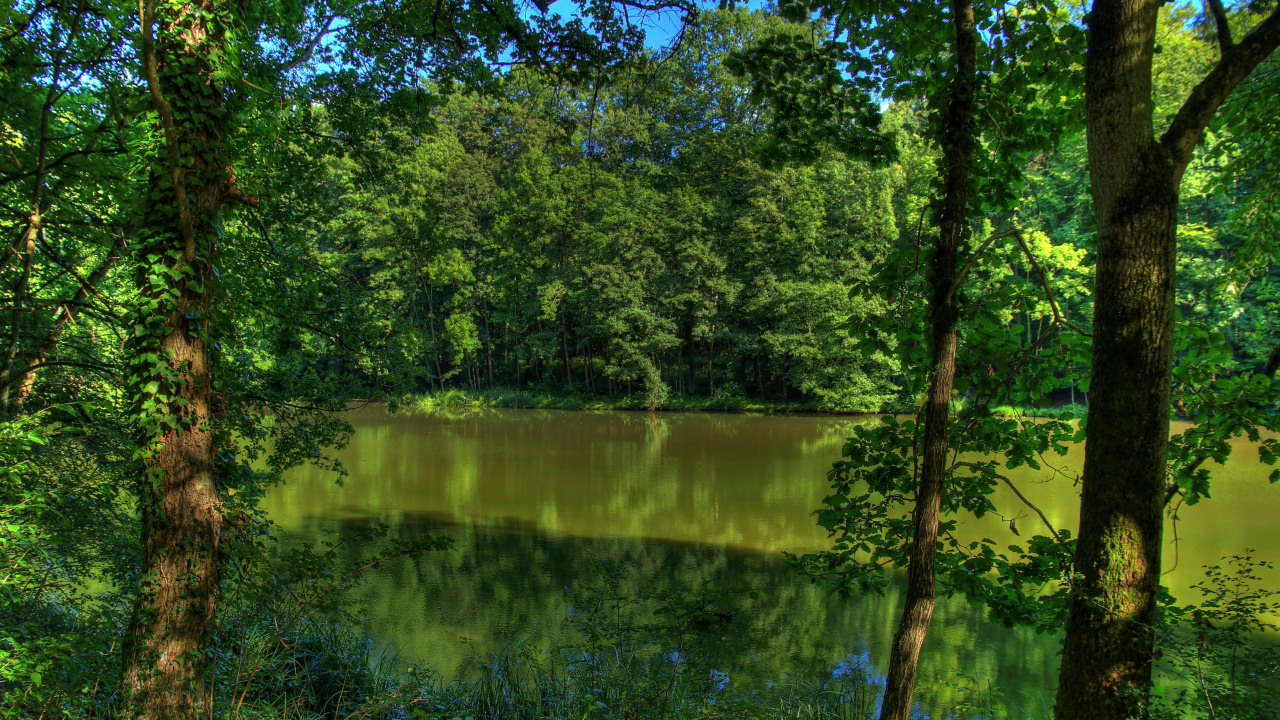 Обои природа, реки, дерево, природный ландшафт, окружающая среда в разрешении 1280x720