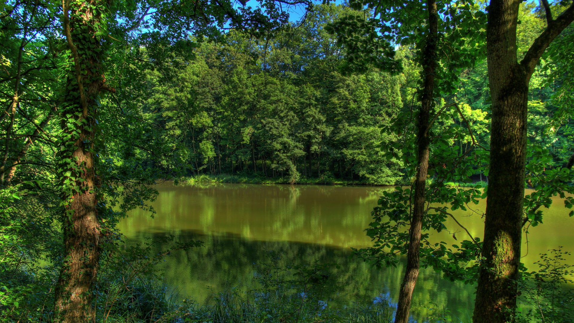 Обои природа, реки, дерево, природный ландшафт, окружающая среда в разрешении 1920x1080