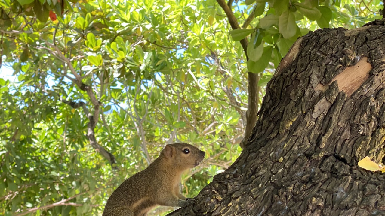 Обои экосистема, грызун, ветвь, адаптация, природный заповедник в разрешении 1280x720
