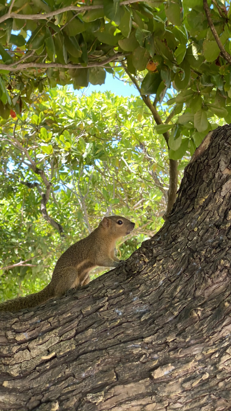 Обои экосистема, грызун, ветвь, адаптация, природный заповедник в разрешении 750x1334