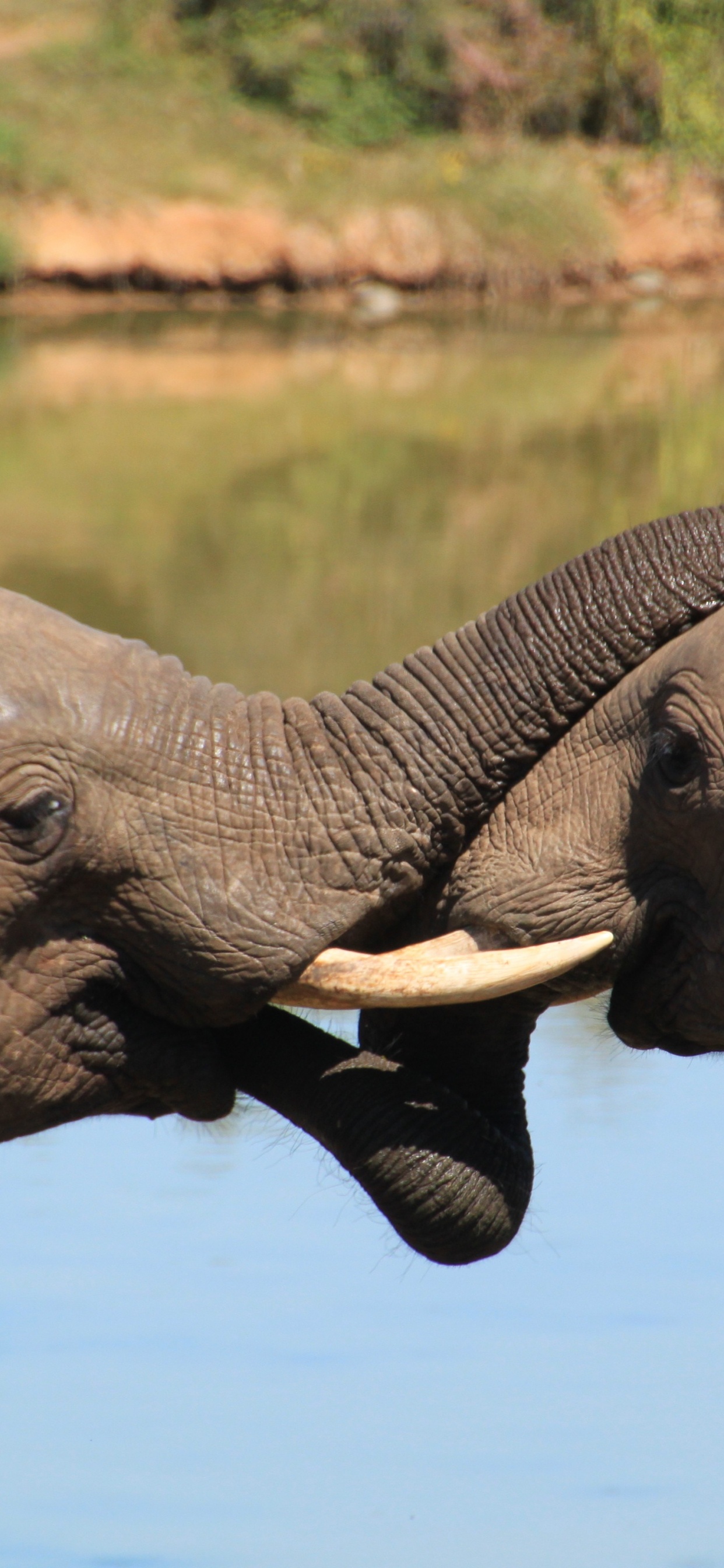 Обои африканский слон Буша, Слон, индийский слон, слоны и мамонты, африканский слон в разрешении 1242x2688
