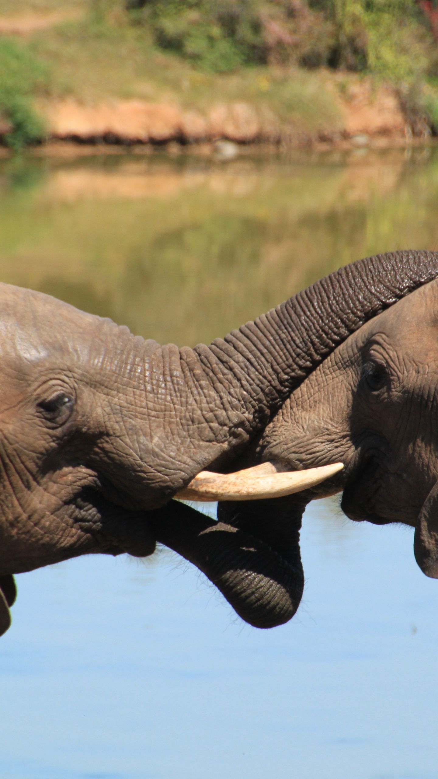 Обои африканский слон Буша, Слон, индийский слон, слоны и мамонты, африканский слон в разрешении 1440x2560