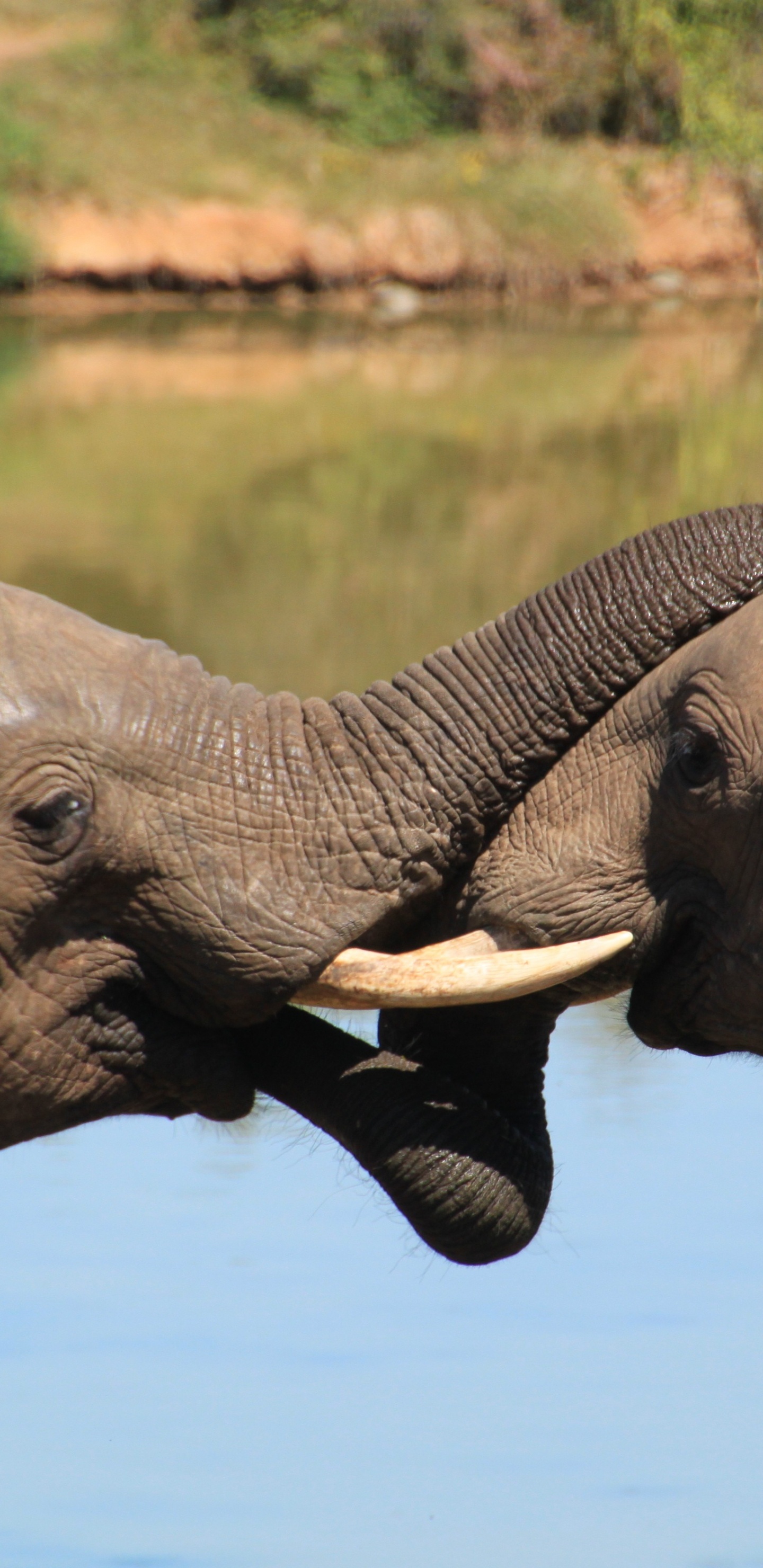 Обои африканский слон Буша, Слон, индийский слон, слоны и мамонты, африканский слон в разрешении 1440x2960