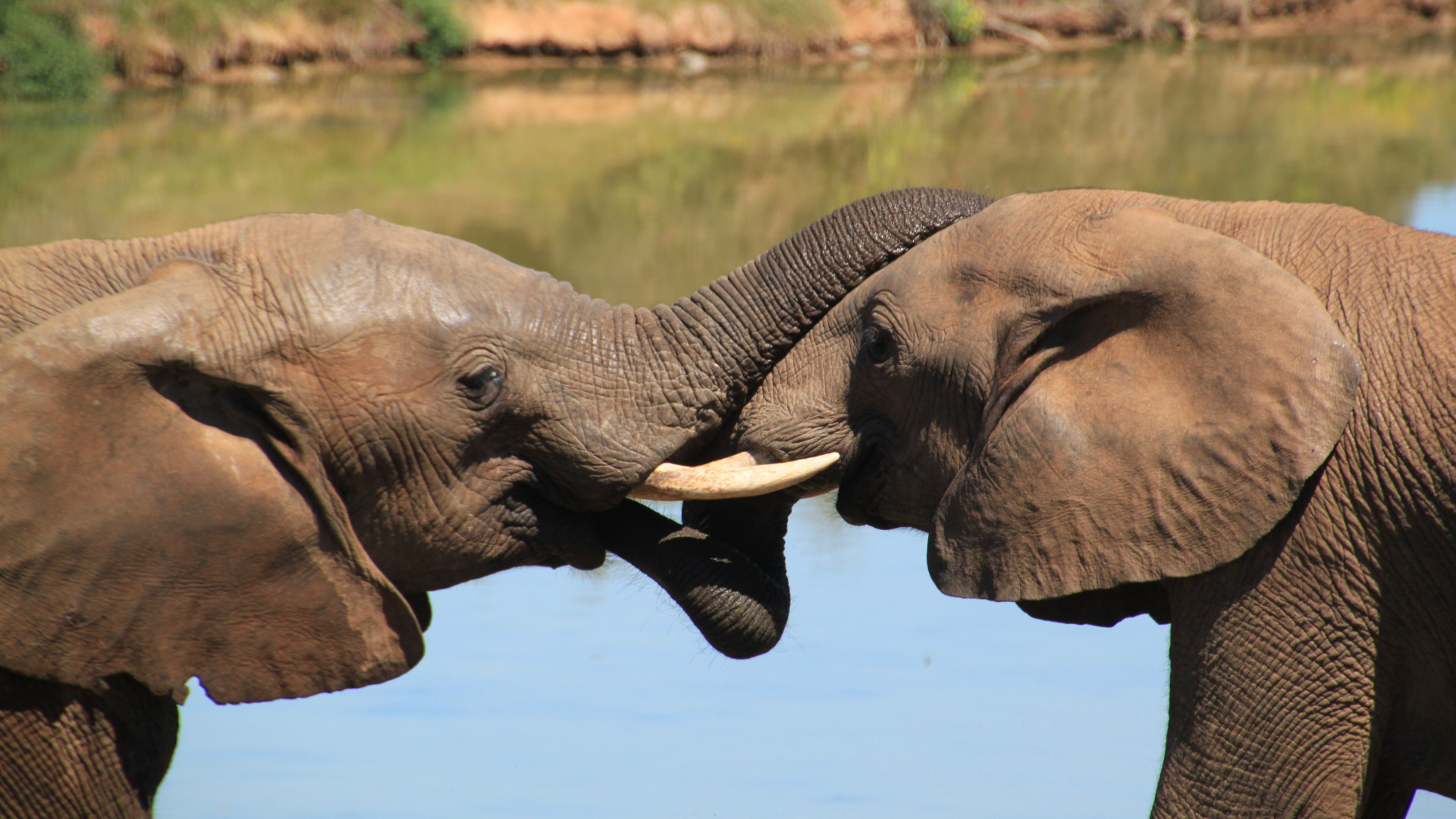 Обои африканский слон Буша, Слон, индийский слон, слоны и мамонты, африканский слон в разрешении 1920x1080