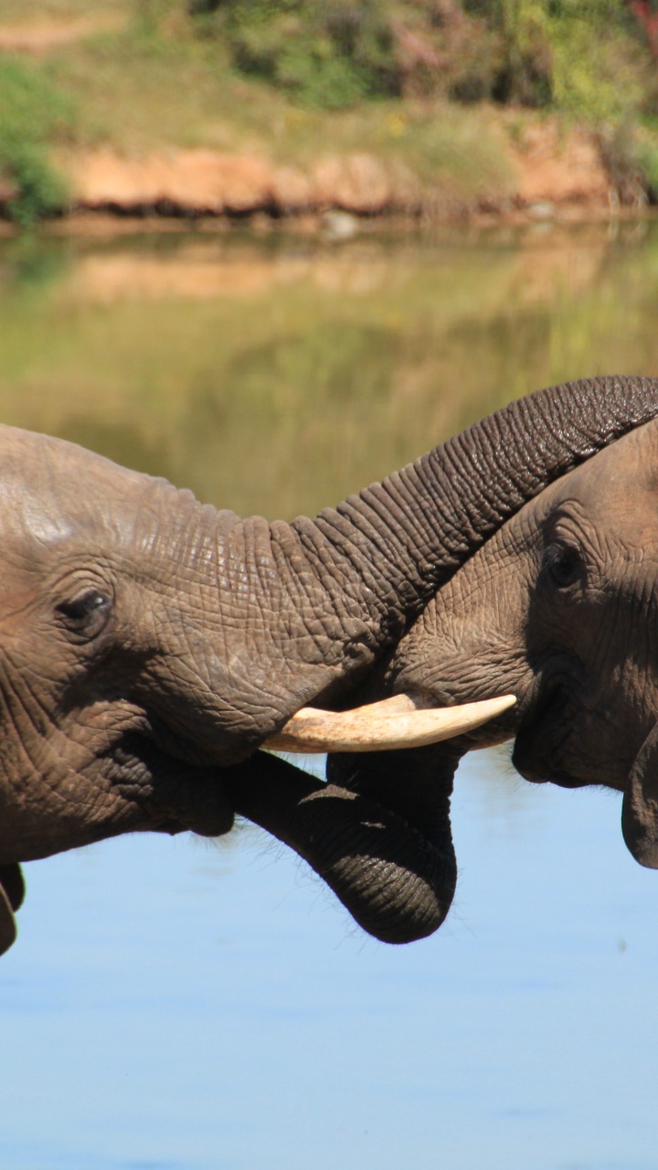 Обои африканский слон Буша, Слон, индийский слон, слоны и мамонты, африканский слон в разрешении 720x1280