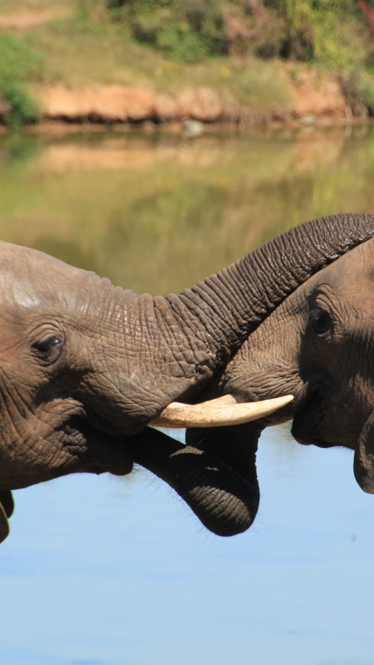 Обои африканский слон Буша, Слон, индийский слон, слоны и мамонты, африканский слон в разрешении 750x1334
