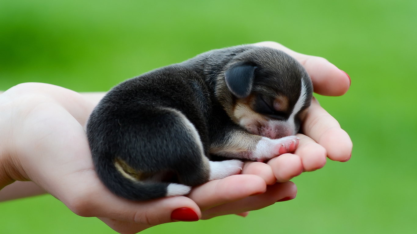 Обои щенок, собака породы, бигль, привлекательность, собака компаньон в разрешении 1366x768