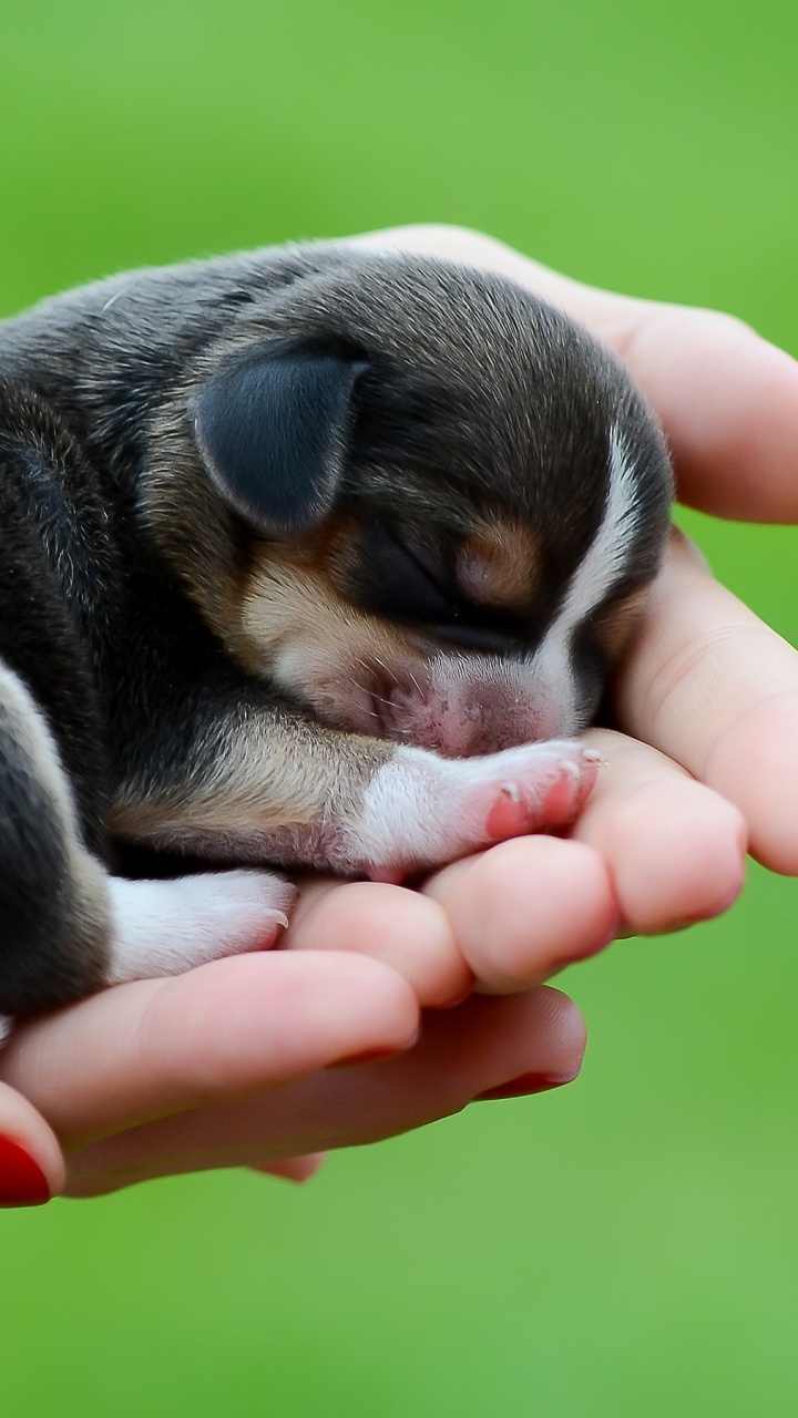 Обои щенок, собака породы, бигль, привлекательность, собака компаньон в разрешении 720x1280