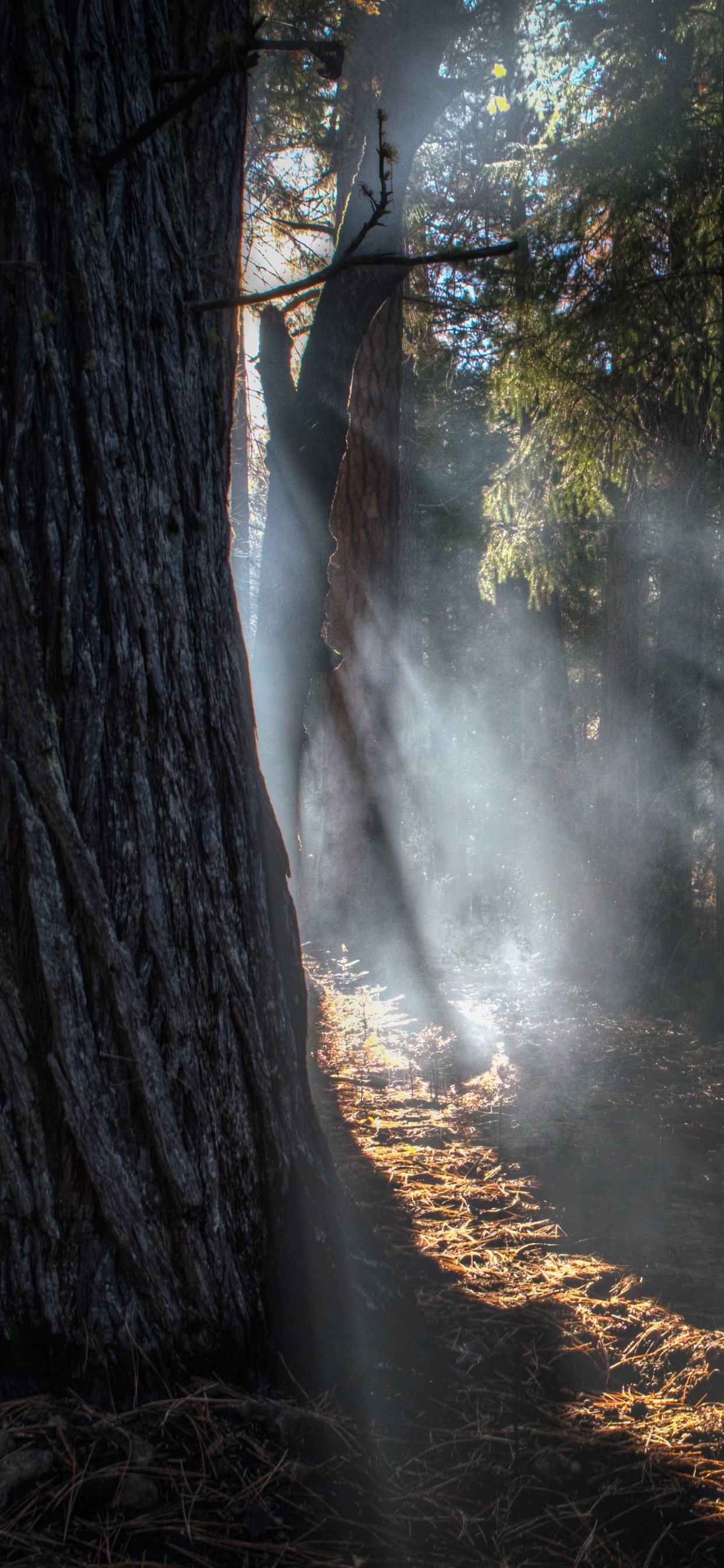Обои дерево, свет, лес, солнечный свет, природа в разрешении 1242x2688