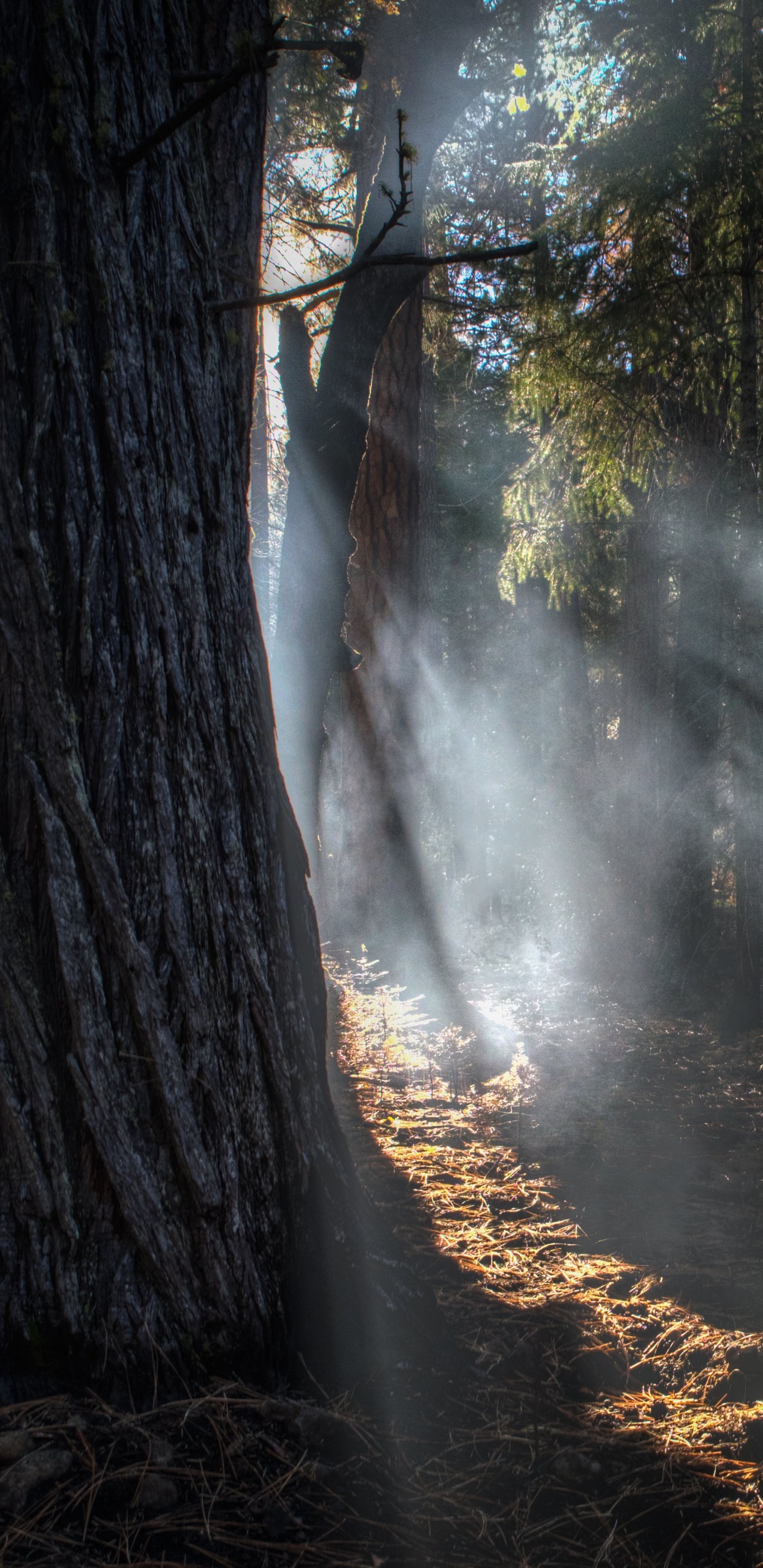 Обои дерево, свет, лес, солнечный свет, природа в разрешении 1440x2960