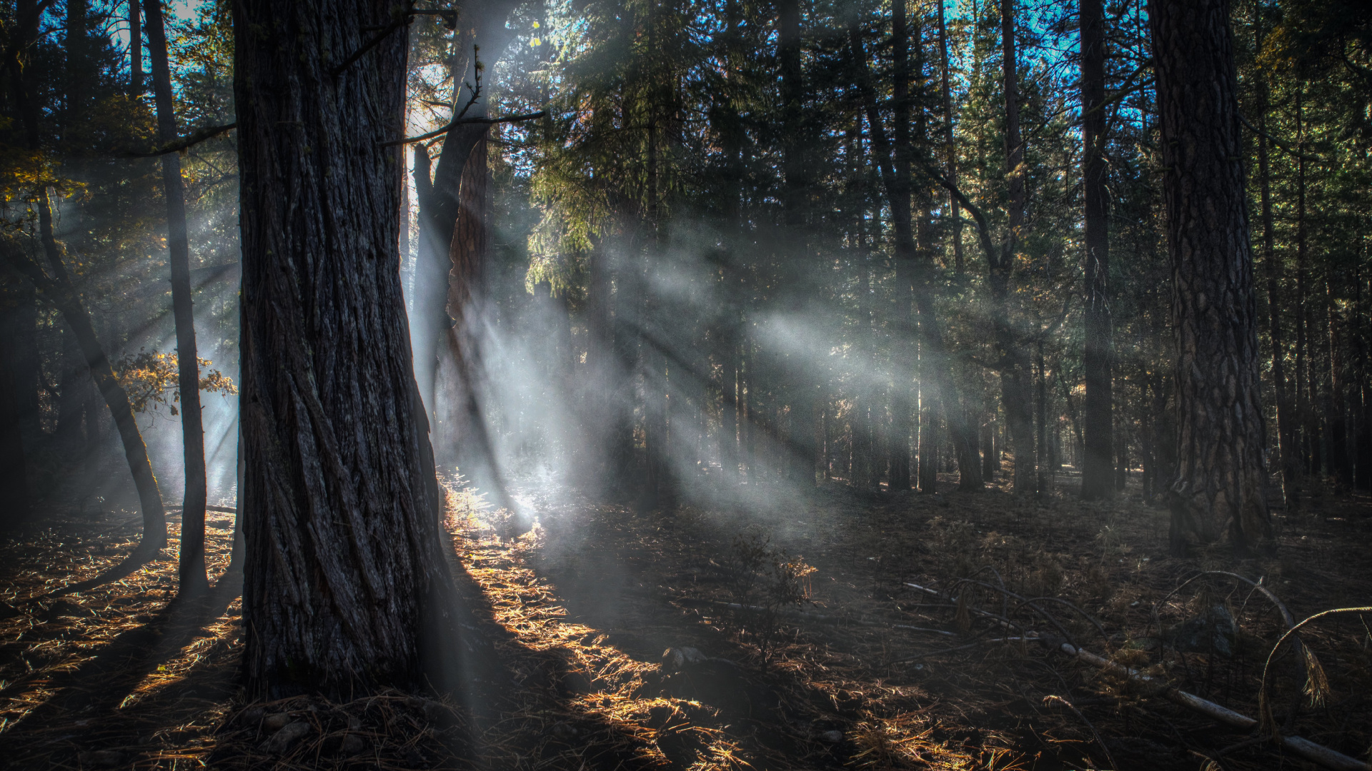 Обои дерево, свет, лес, солнечный свет, природа в разрешении 1920x1080