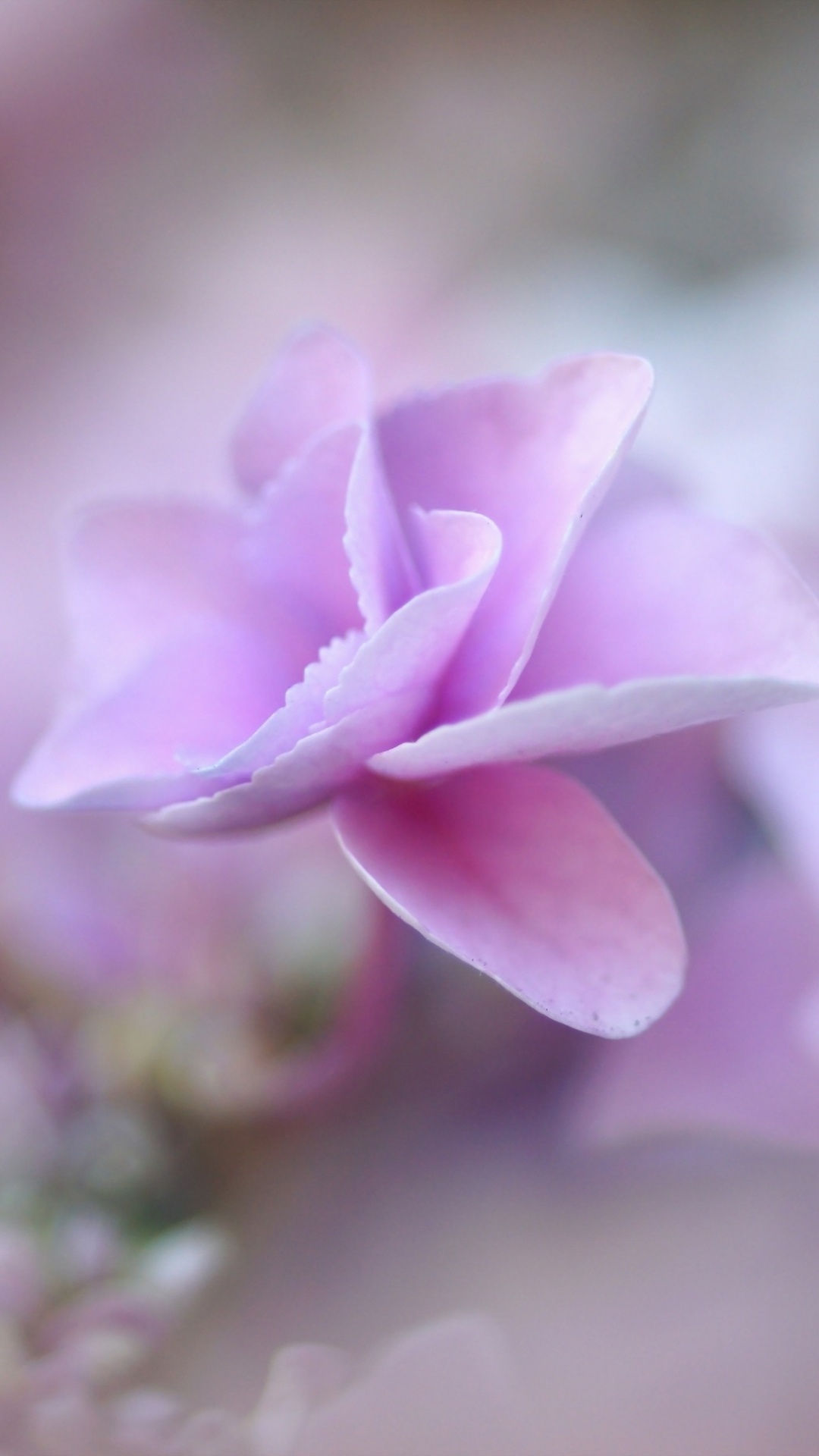 Обои французская Гортензия, пастель, цветок, цветковое растение, лепесток в разрешении 1080x1920