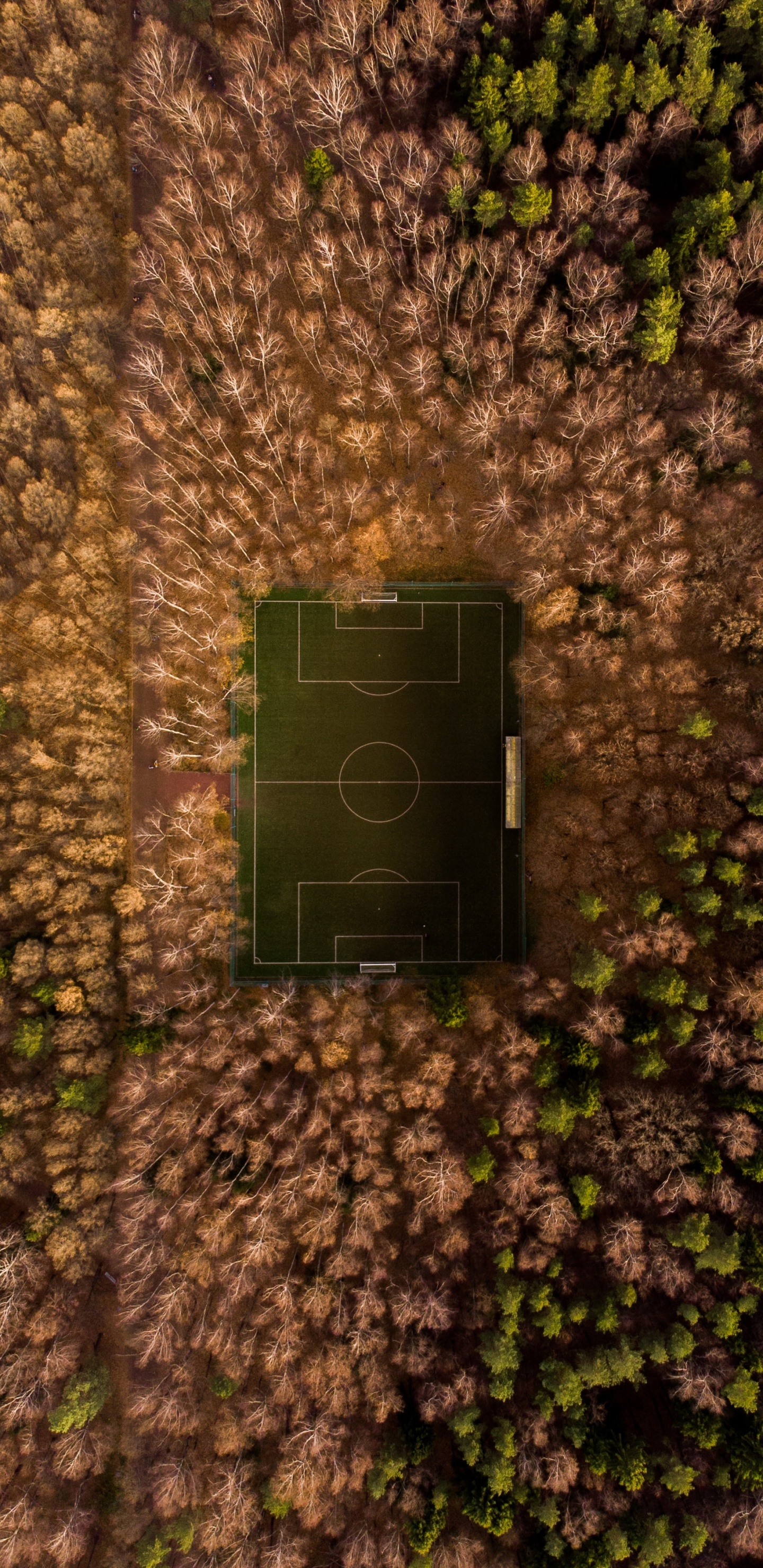 Обои зеленый, стена, дерево, лист, растение в разрешении 1440x2960