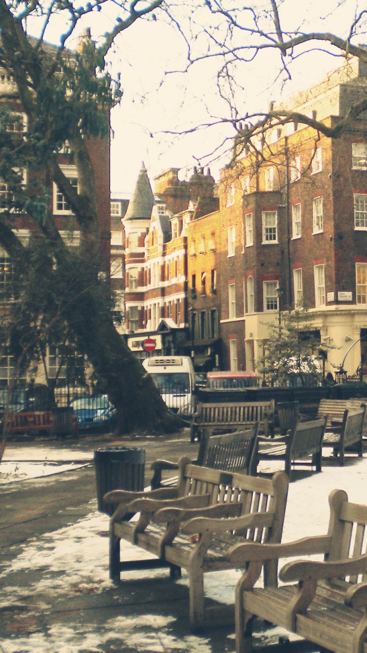 Обои дерево, городок, соседство, город, здание в разрешении 720x1280