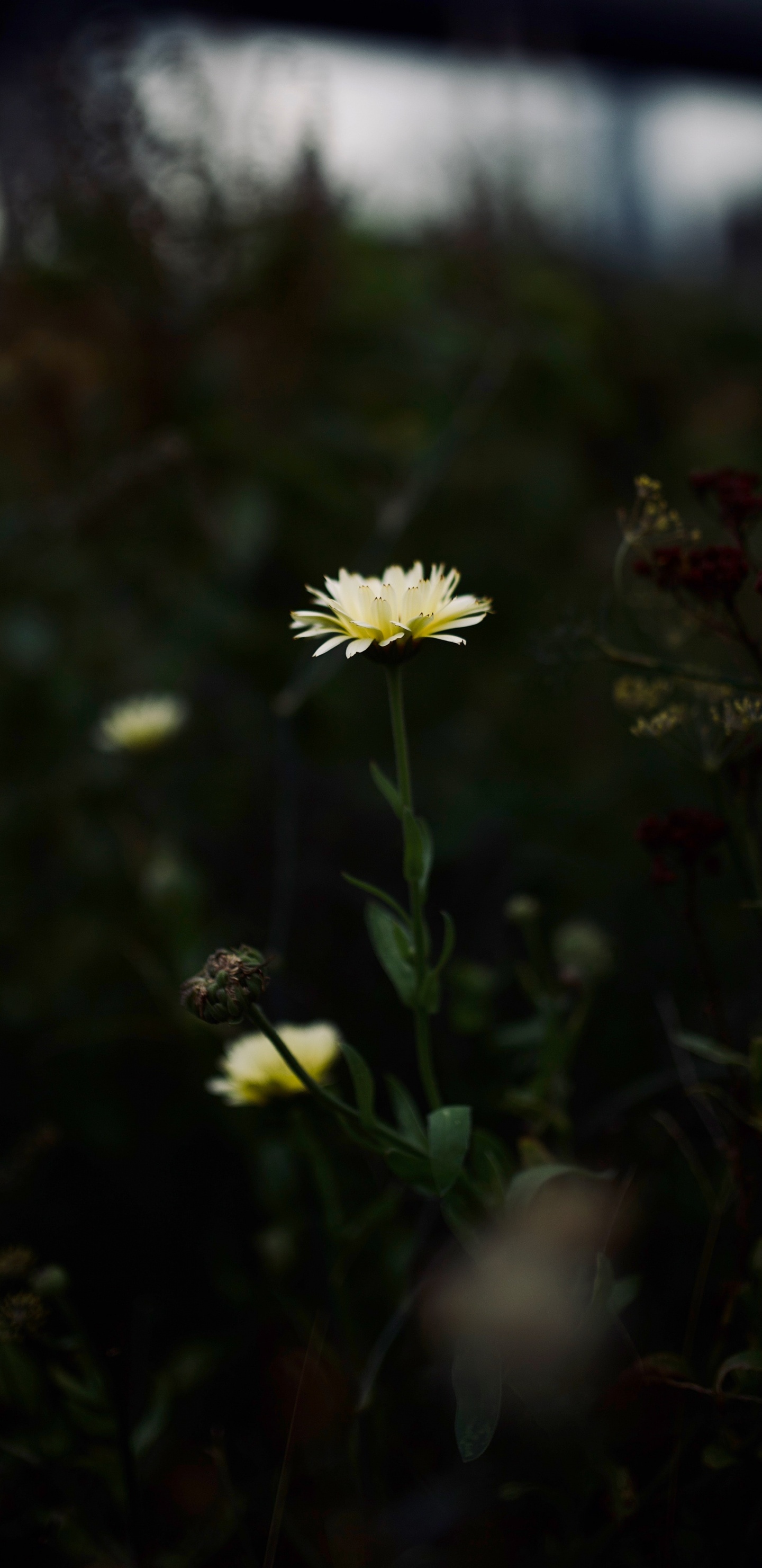 Обои растение, Маргаритка, желтый, общие Дейзи, весна в разрешении 1440x2960