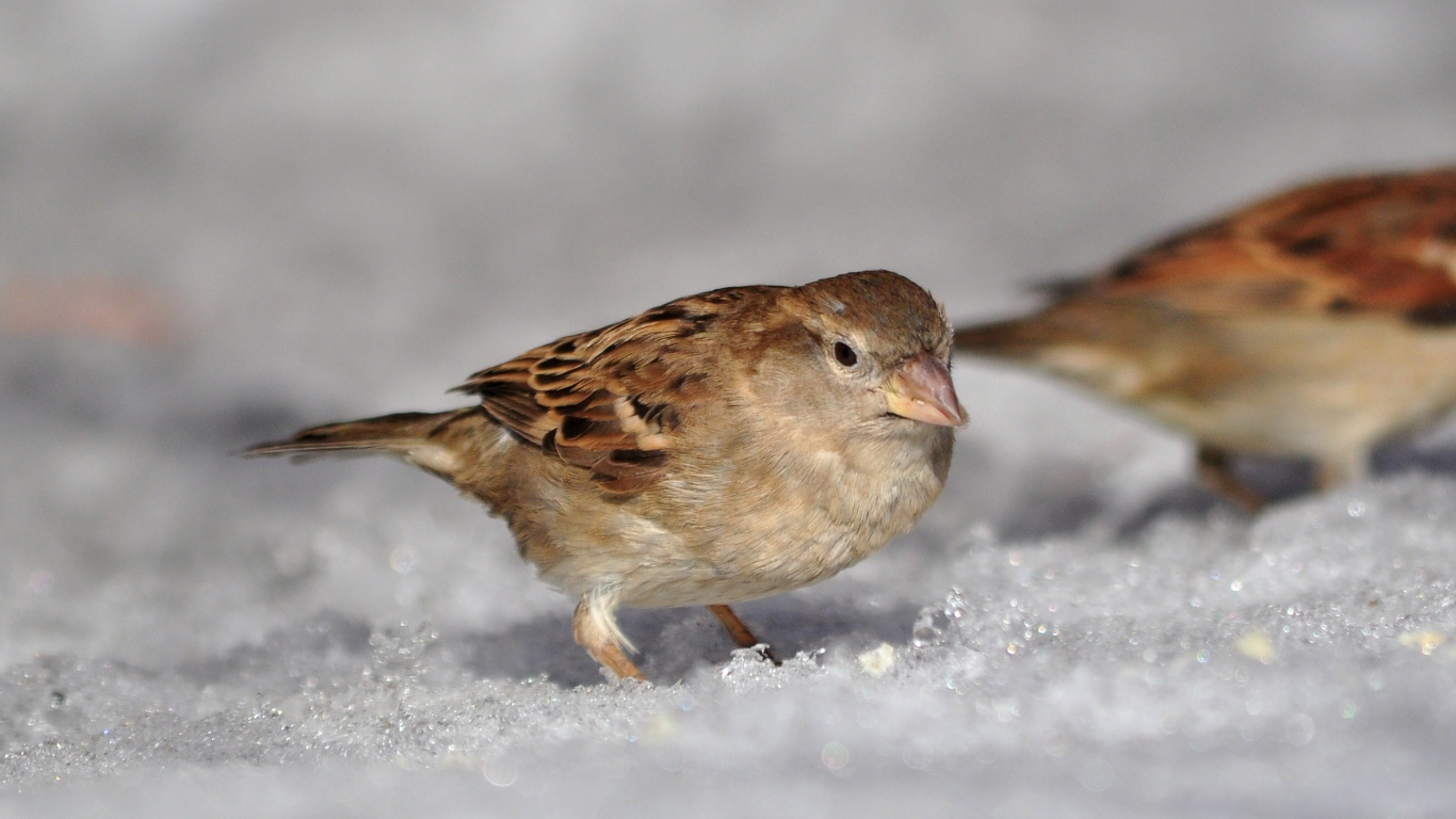 Обои домовый Воробей, птица, Воробей, клюв, воробьиные птицы в разрешении 1366x768