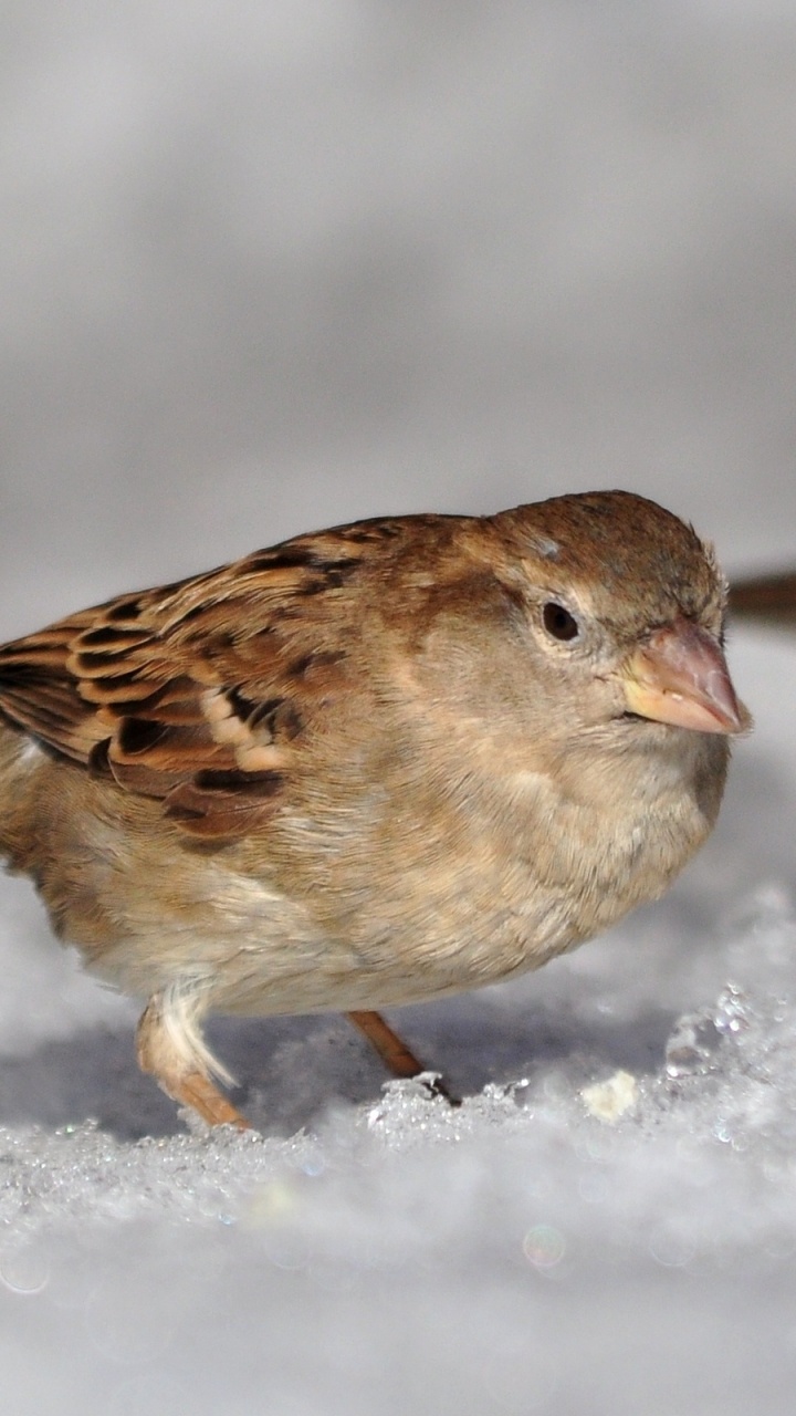 Обои домовый Воробей, птица, Воробей, клюв, воробьиные птицы в разрешении 720x1280