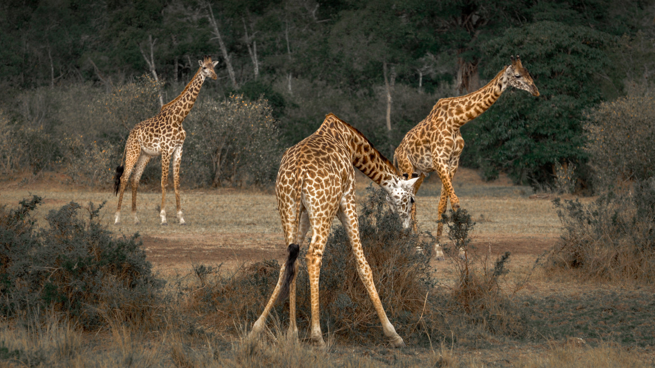 Обои Северный жираф, наземные животные, Жираф, живая природа, жирафовые в разрешении 1280x720