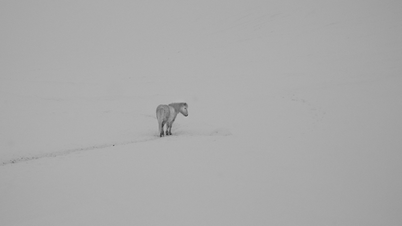 Обои минимализм, артист, белые, снег, метель в разрешении 1280x720