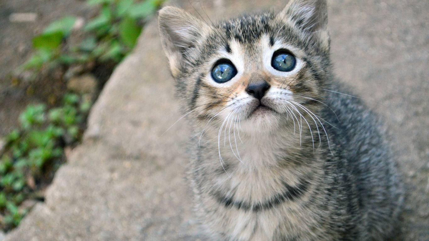 Обои котенок, полосатый кот, привлекательность, кошачьих, кот в разрешении 1366x768