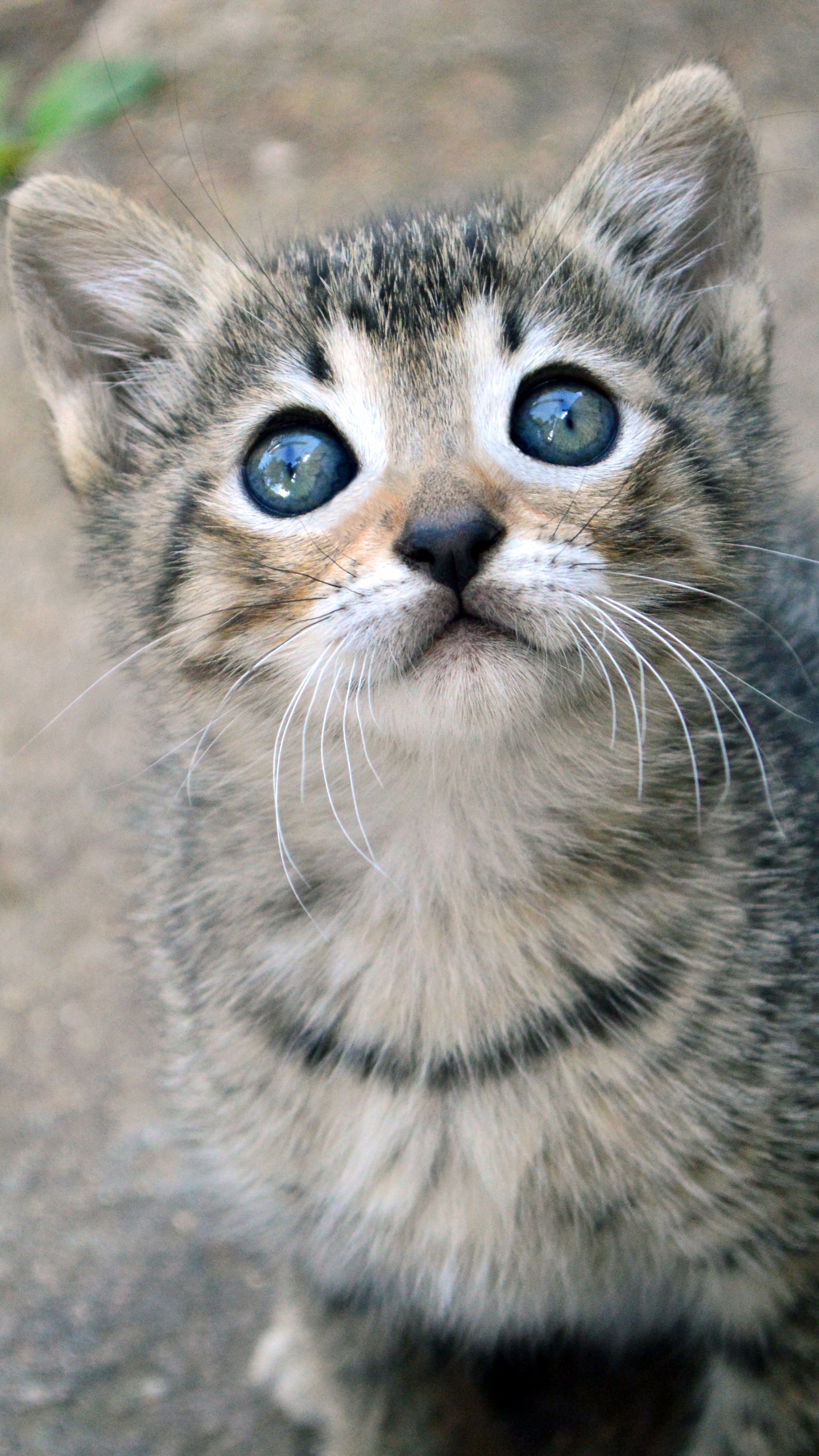 Обои котенок, полосатый кот, привлекательность, кошачьих, кот в разрешении 1440x2560