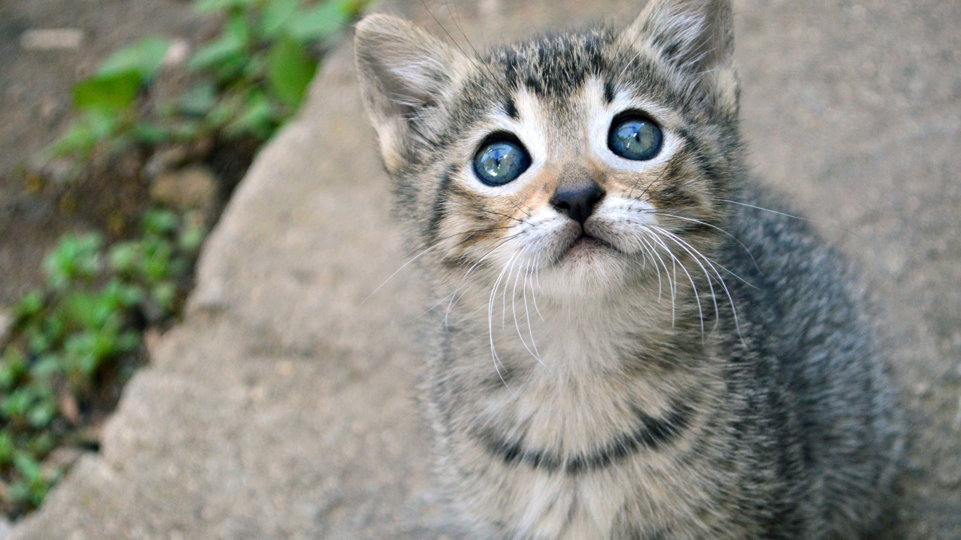 Обои котенок, полосатый кот, привлекательность, кошачьих, кот в разрешении 1920x1080