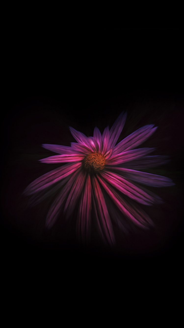 Обои цветок, черный, растение, лепесток, пурпур в разрешении 750x1334