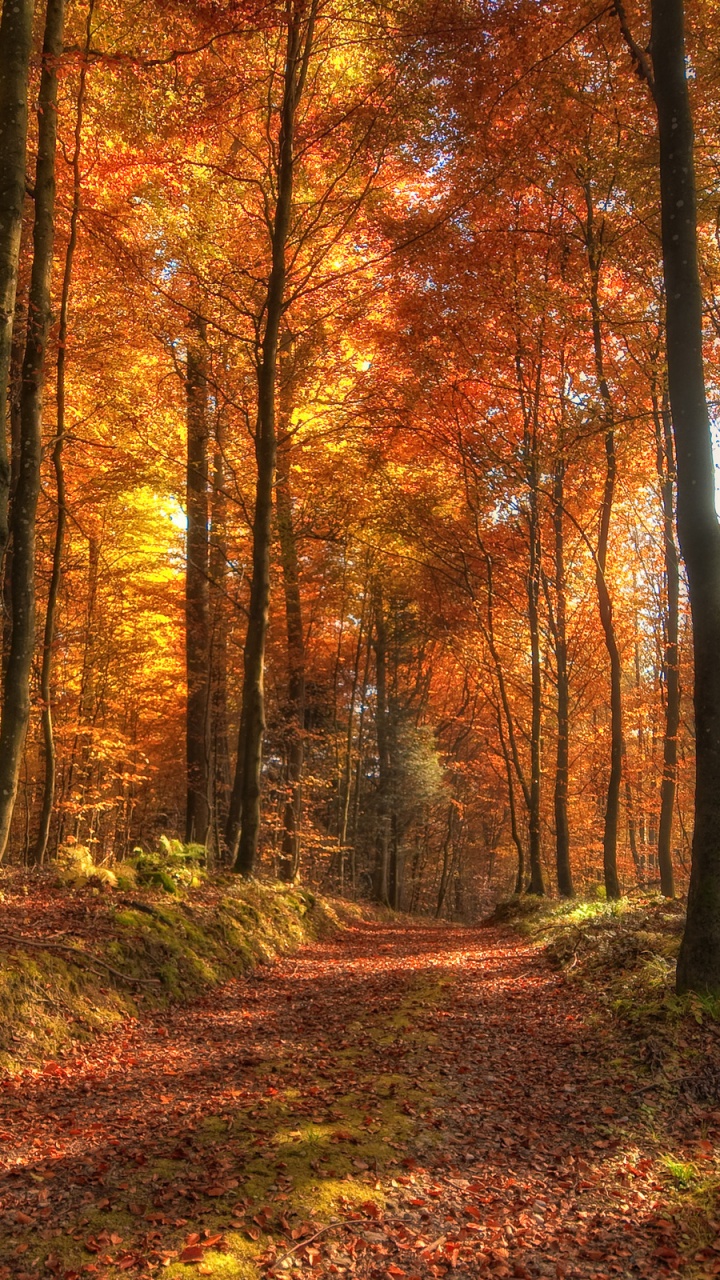 Обои лес, природа, лесистая местность, понятие леса северных пород, экосистема в разрешении 720x1280