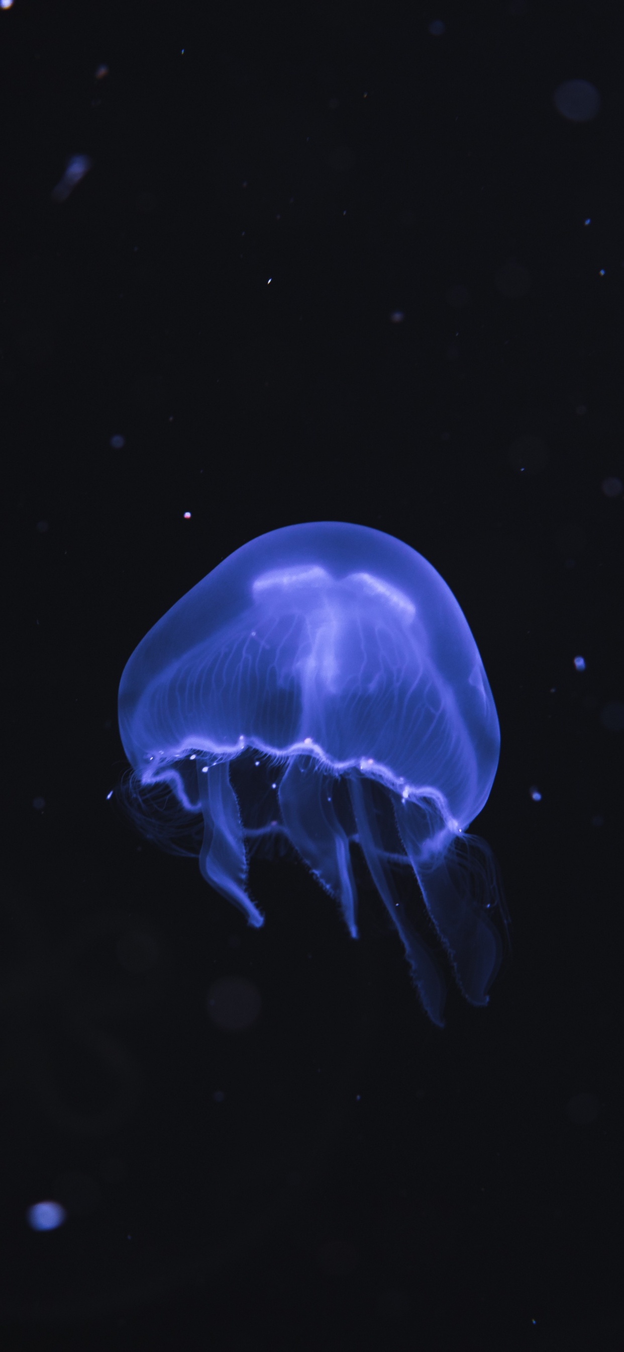 Обои cnidaria, беспозвоночных, синий, море, Медуза в разрешении 1242x2688