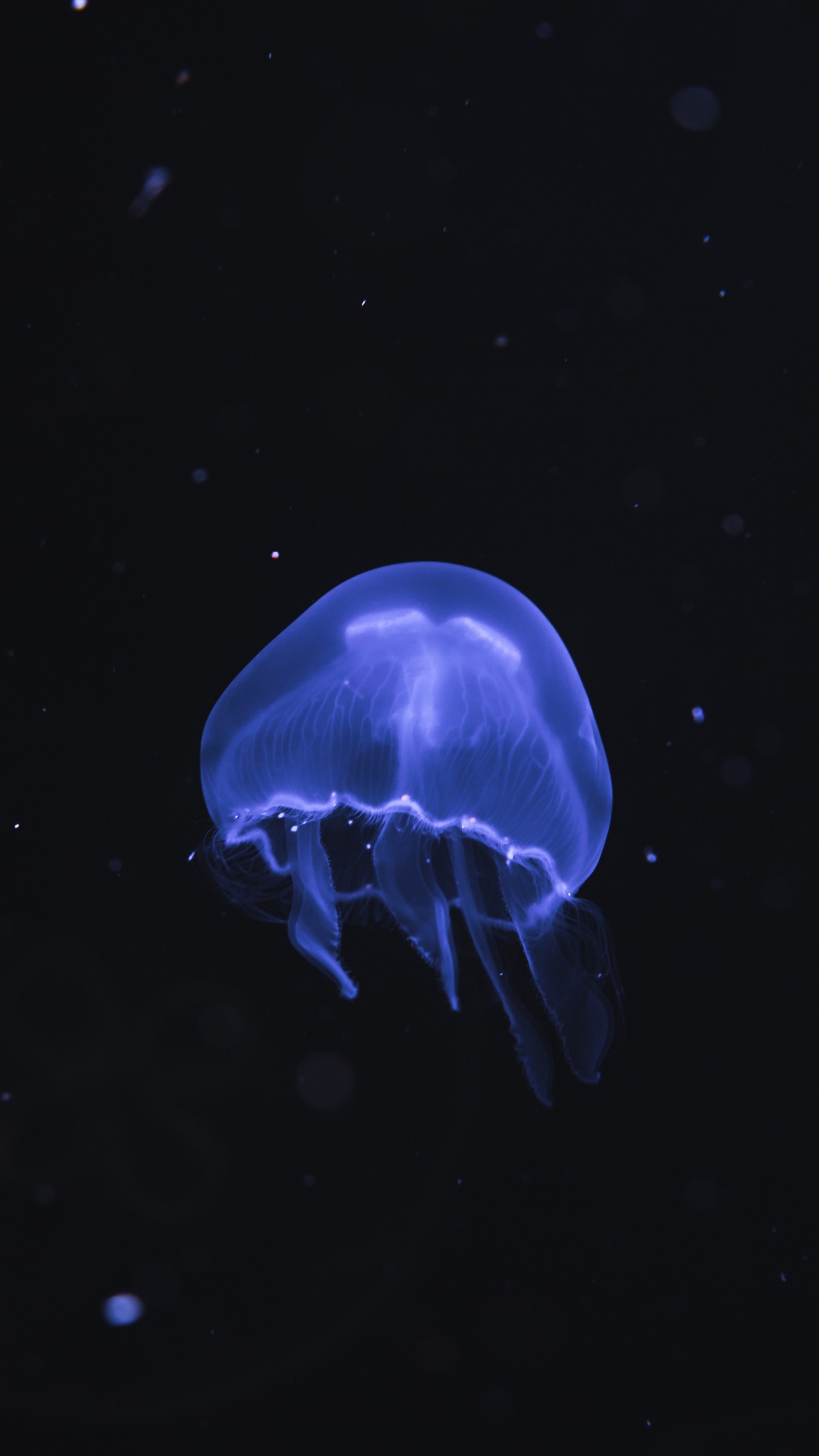 Обои cnidaria, беспозвоночных, синий, море, Медуза в разрешении 1440x2560