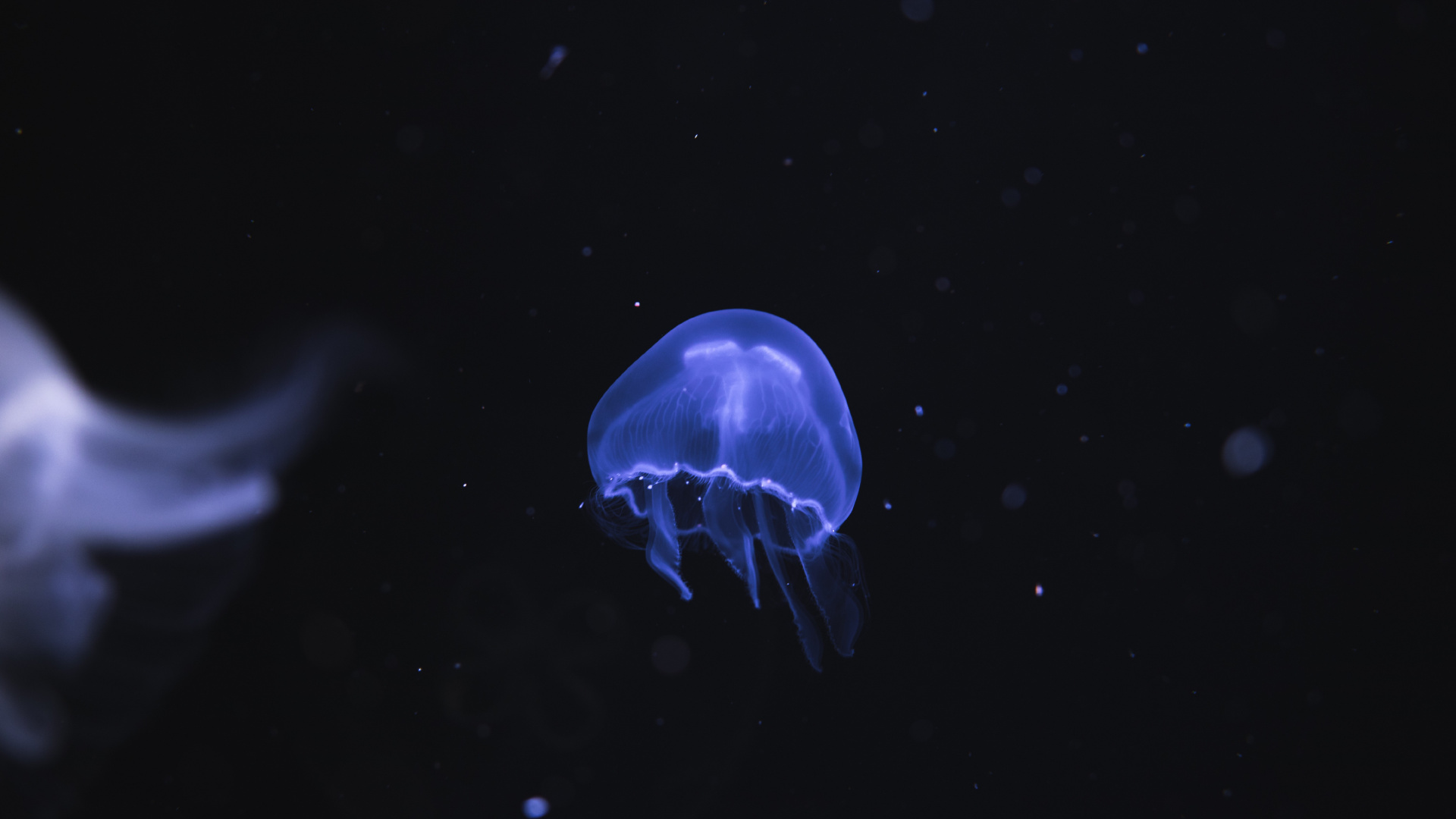 Обои cnidaria, беспозвоночных, синий, море, Медуза в разрешении 1920x1080