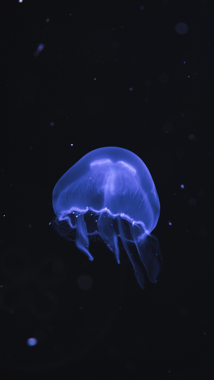 Обои cnidaria, беспозвоночных, синий, море, Медуза в разрешении 750x1334