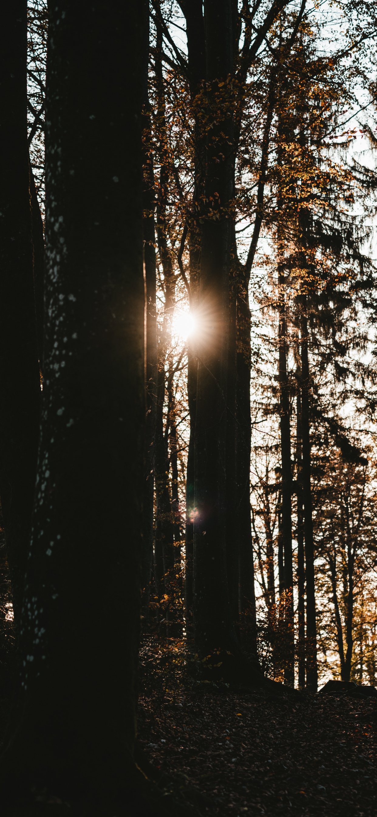 Обои дерево, природа, лес, окружающая среда, солнечный свет в разрешении 1242x2688