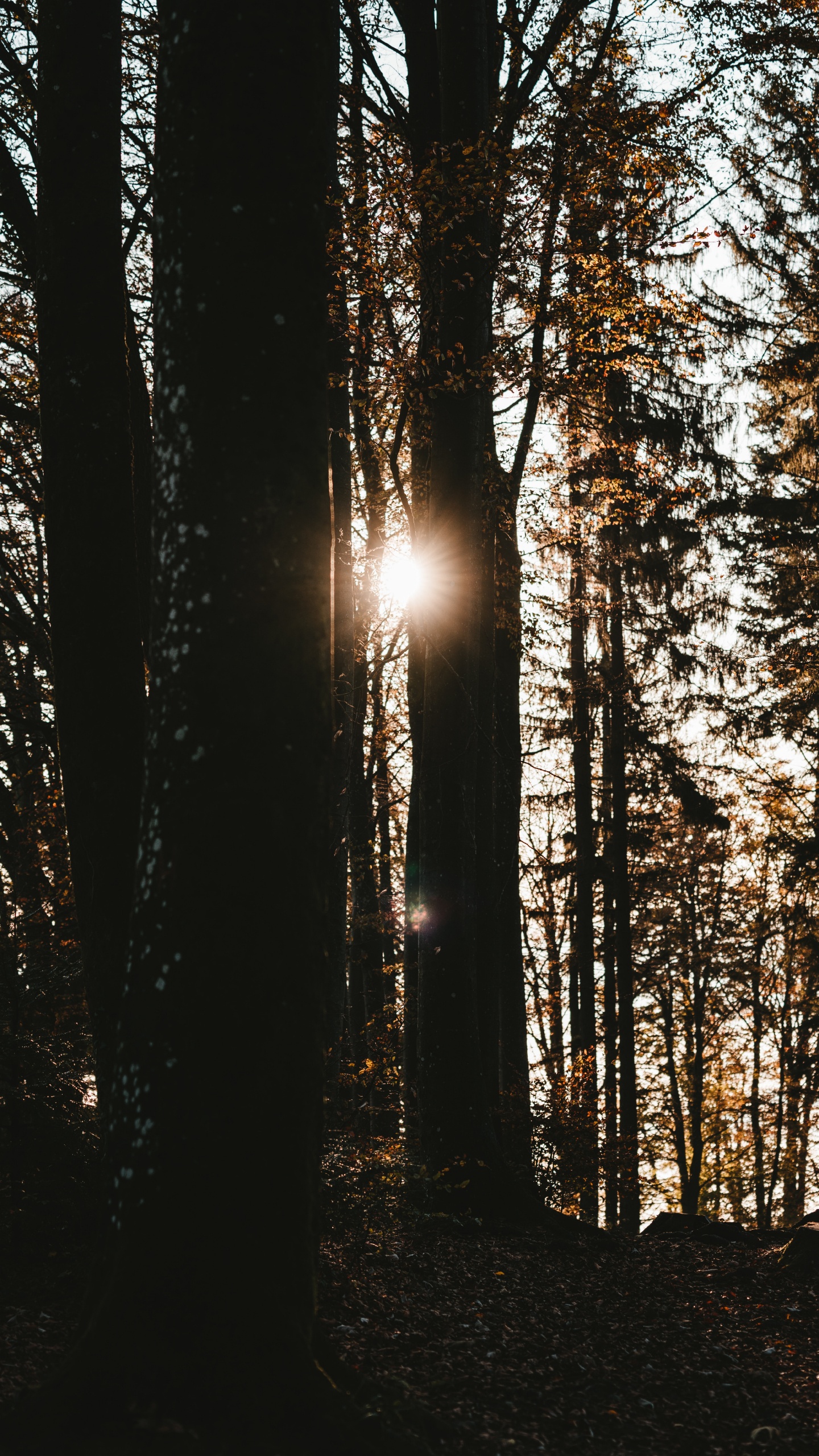 Обои дерево, природа, лес, окружающая среда, солнечный свет в разрешении 1440x2560