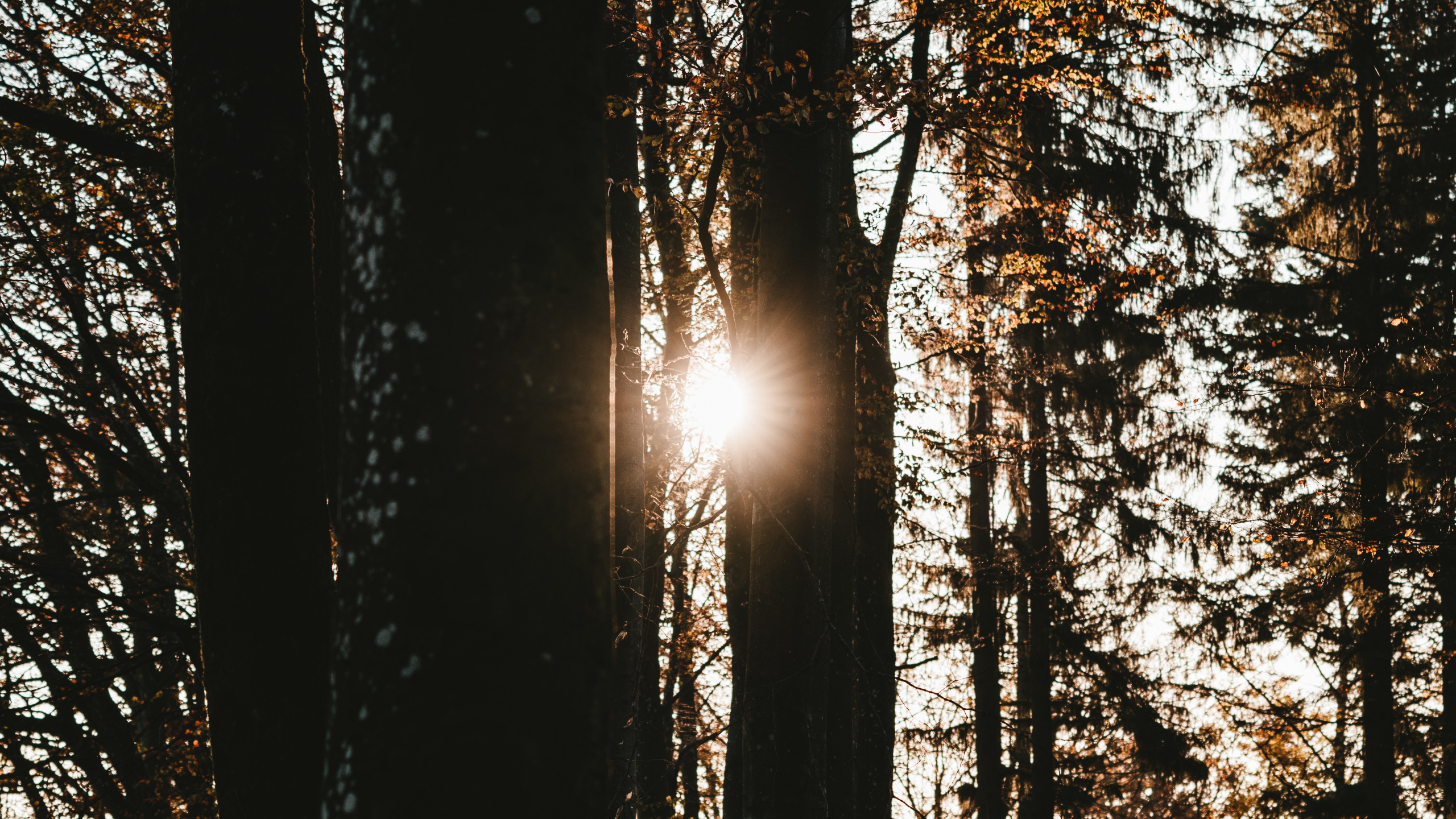 Обои дерево, природа, лес, окружающая среда, солнечный свет в разрешении 2560x1440