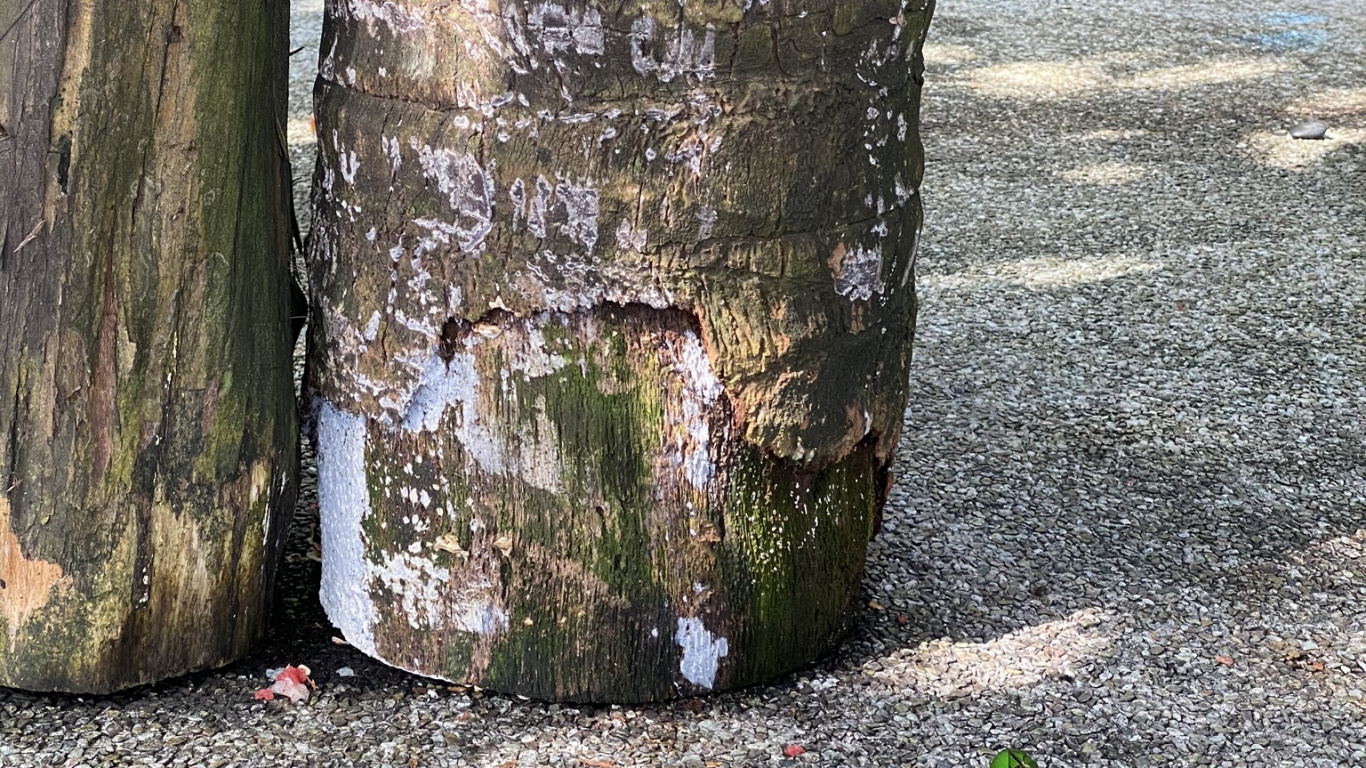 Обои дерево, древесина, красочность, насекомое в разрешении 1366x768