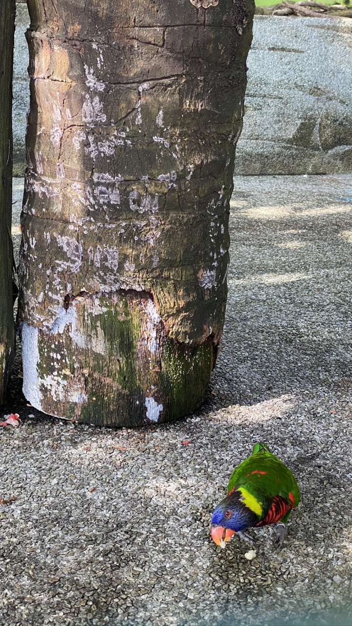 Обои дерево, древесина, красочность, насекомое в разрешении 720x1280