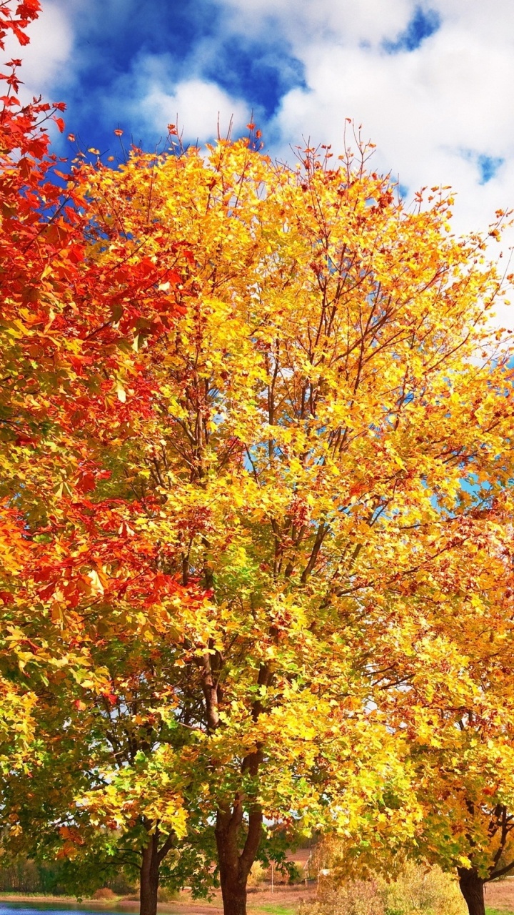 Обои дерево, лист, природа, осень, кленовое дерево в разрешении 720x1280