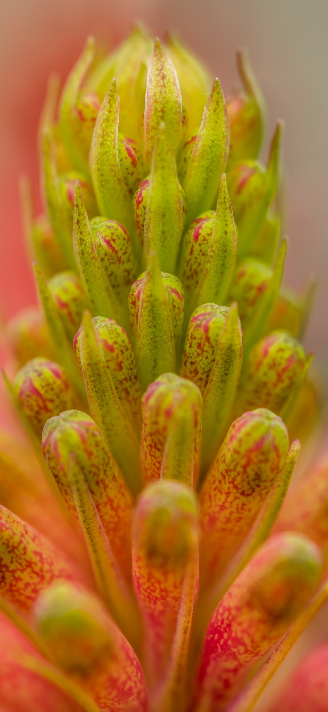 Обои цветок, растение, розовый, ботаники, бутон в разрешении 1125x2436