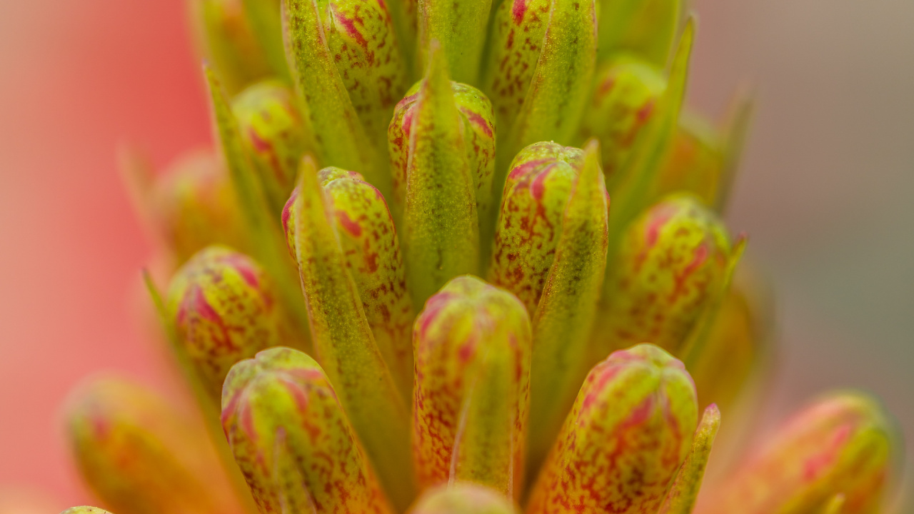 Обои цветок, растение, розовый, ботаники, бутон в разрешении 1280x720