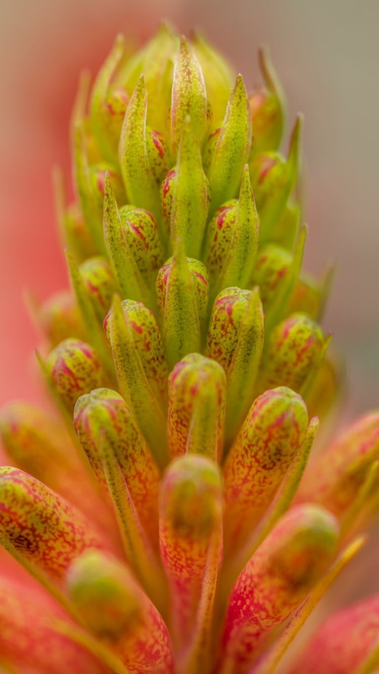 Обои цветок, растение, розовый, ботаники, бутон в разрешении 750x1334