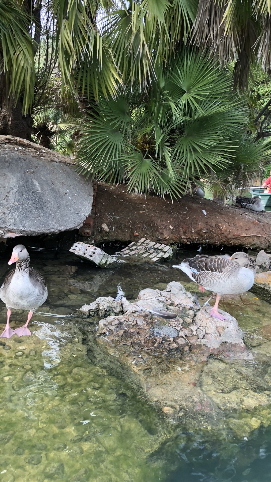 Обои вода, сад, водные элементы, птица, адаптация в разрешении 1080x1920