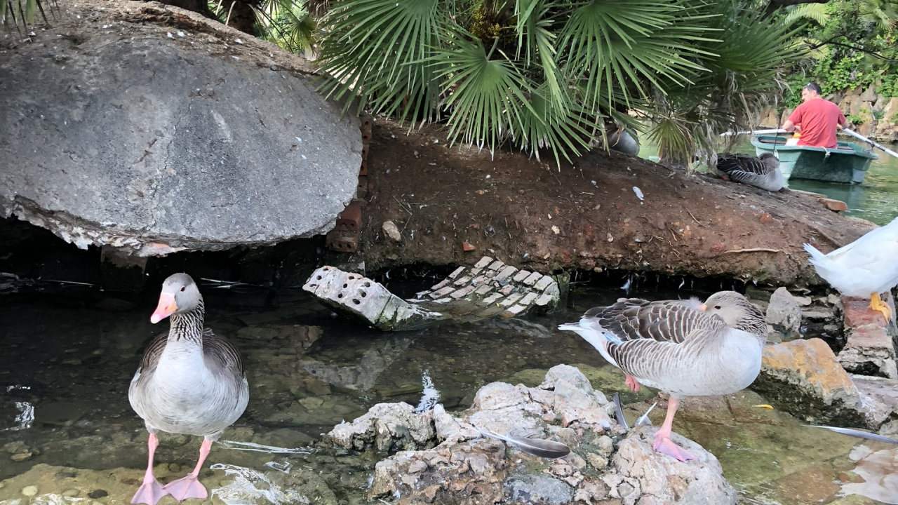 Обои вода, сад, водные элементы, птица, адаптация в разрешении 1280x720