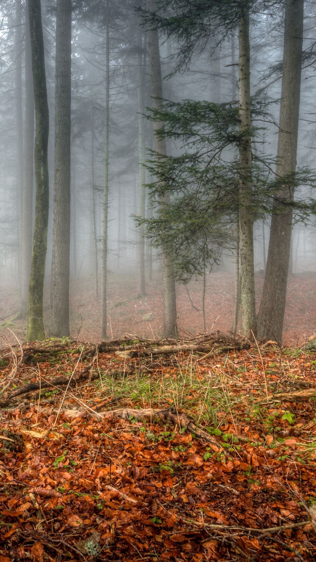 Обои лесистая местность, лес, ель, дерево, природный ландшафт в разрешении 1080x1920