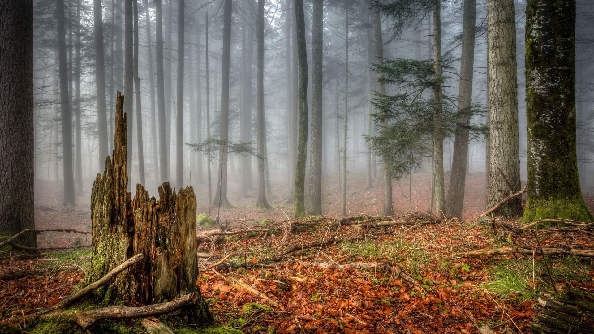 Обои лесистая местность, лес, ель, дерево, природный ландшафт в разрешении 1920x1080